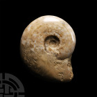 Natural History - Large Ludwigia Fossil Ammonite
