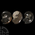 Natural History - Polished Ammonite Group