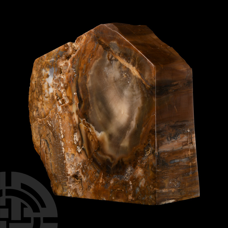 Natural History - Fossil Tree Trunk Section
Late Triassic Period, circa 225 mil...
