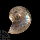 Natural History - Fossil Rainbow Shell Ammonite
