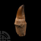 Natural History - Fossil Mosasaur Tooth with Root