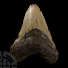Natural History - Fossil Megalodon Tooth