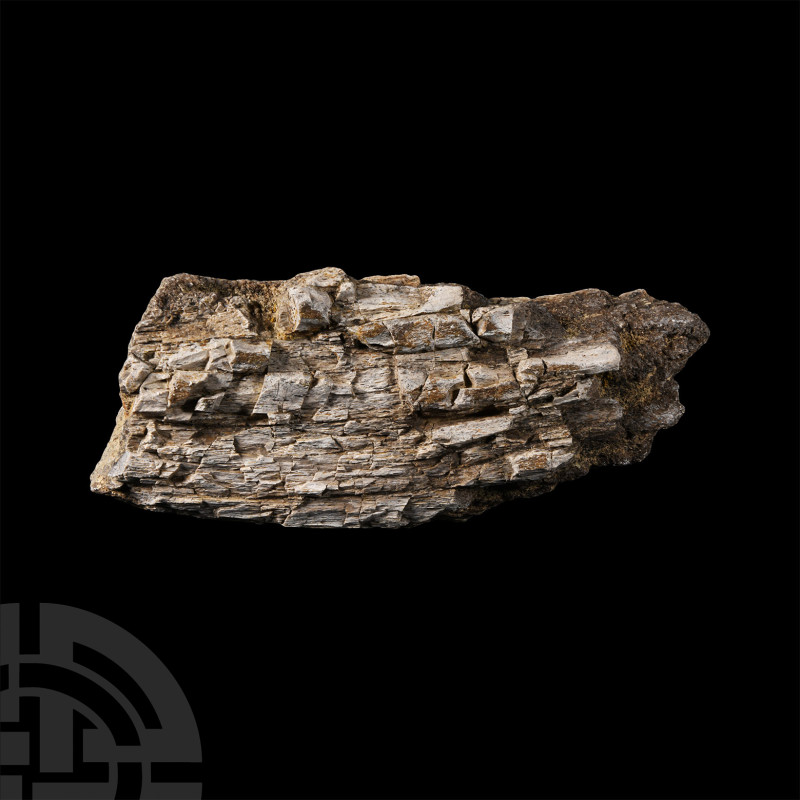 Natural History - Fossil Allosaurus Dinosaur Rib Bone Section
Late Jurassic Per...