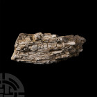 Natural History - Fossil Allosaurus Dinosaur Rib Bone Section