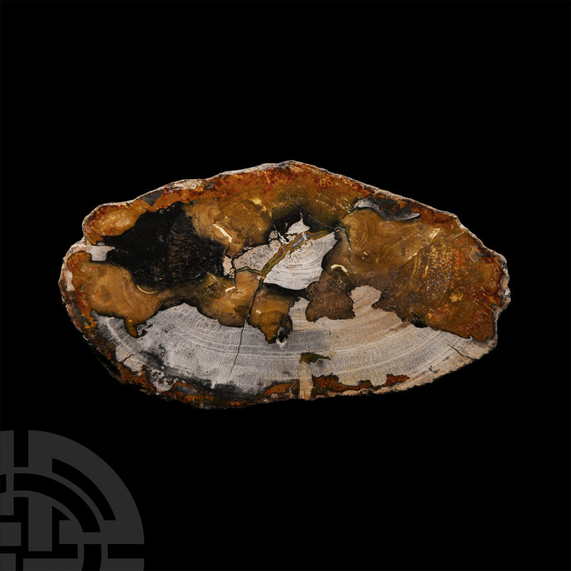 Natural History - Fossil Wood Slice
Miocene Period, 20 million years B.P. With ...