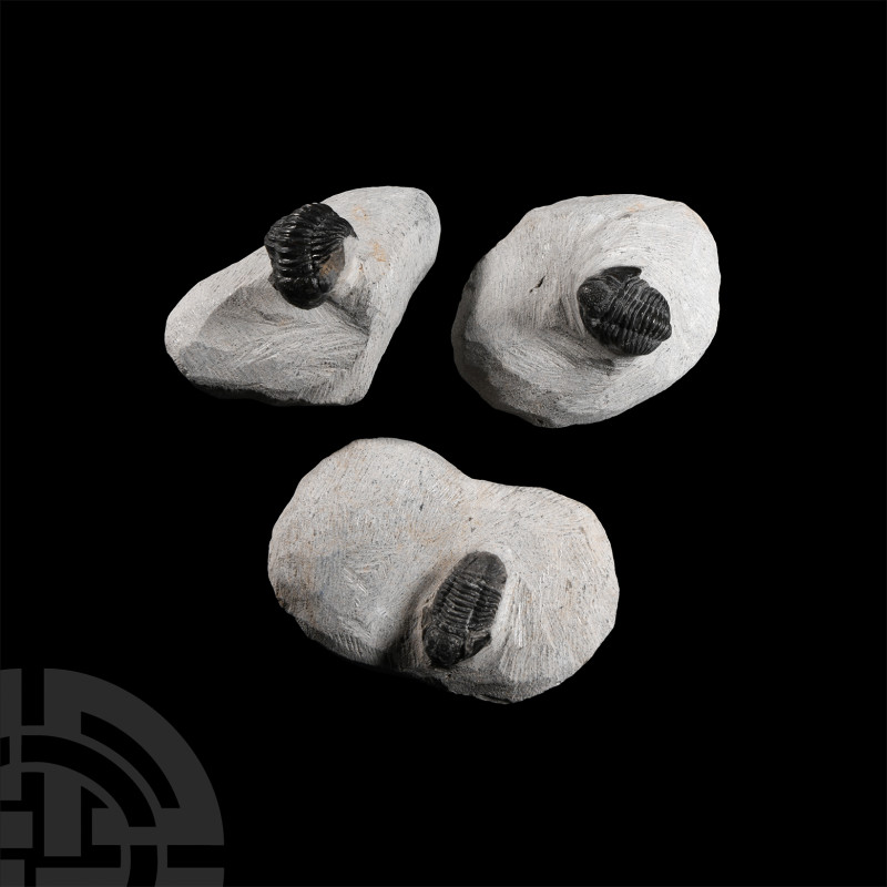 Natural History - Fossil Morocops Trilobite Group
Devonian Period, 417-354 mill...
