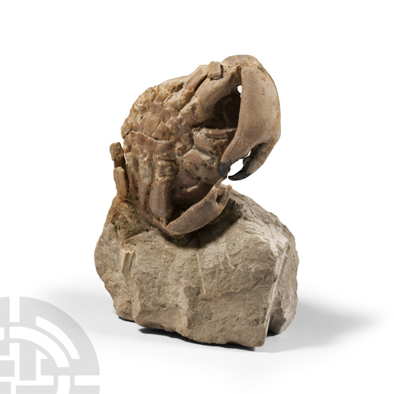Natural History - Fossil Crab on Matrix
Eocene Period, 56-33 million years B.P....