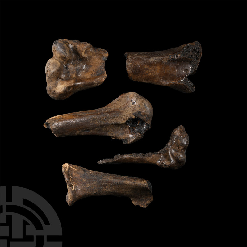 Natural History - Fossil Bird Bone Group
Pleistocene Age, circa 2 million years...