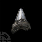 Natural History - Juvenile Megalodon Giant Shark Fossil Tooth