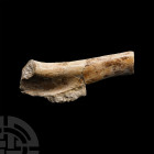 Natural History - Deltadromeus Dinosaur Fossil Leg Bone Section