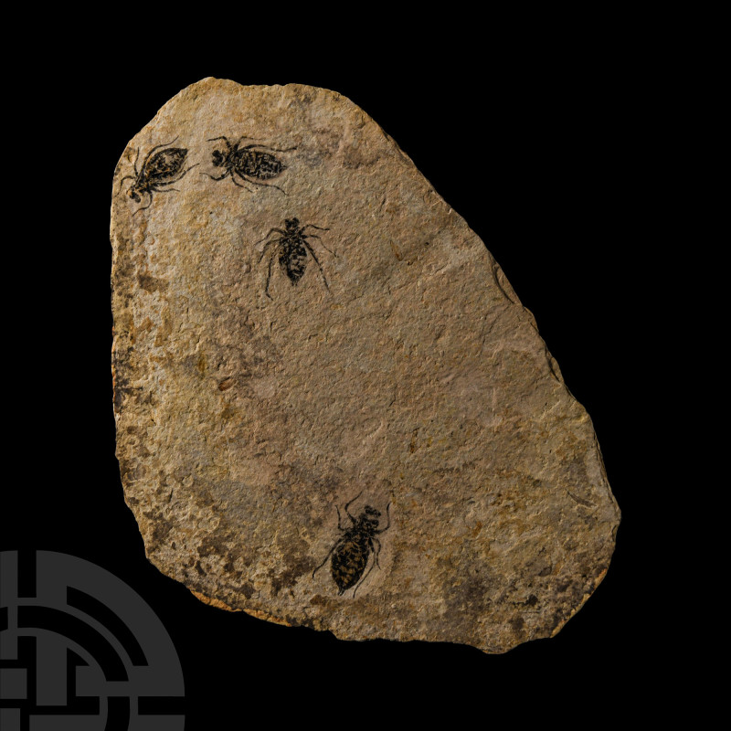 Natural History - Fossil Dragon Fly Larvae
Miocene Period, circa 16 million yea...