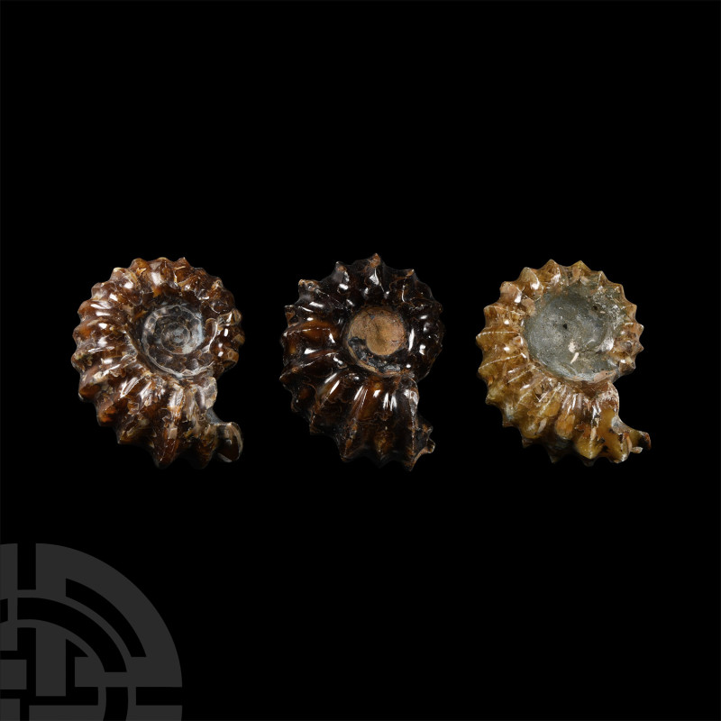 Natural History - Polished Douvilleiceras Ammonite Group
Middle Cretaceous Peri...