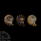 Natural History - Polished Douvilleiceras Ammonite Group