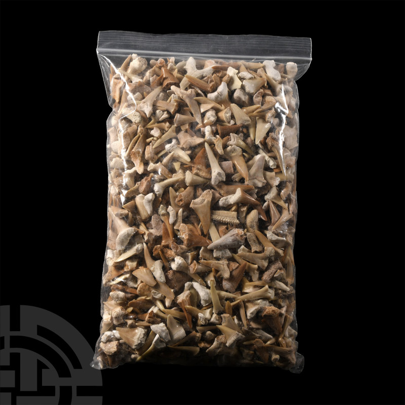 Natural History - Extinct Fossil Shark and Other Tooth Collection
Cretaceous-Eo...