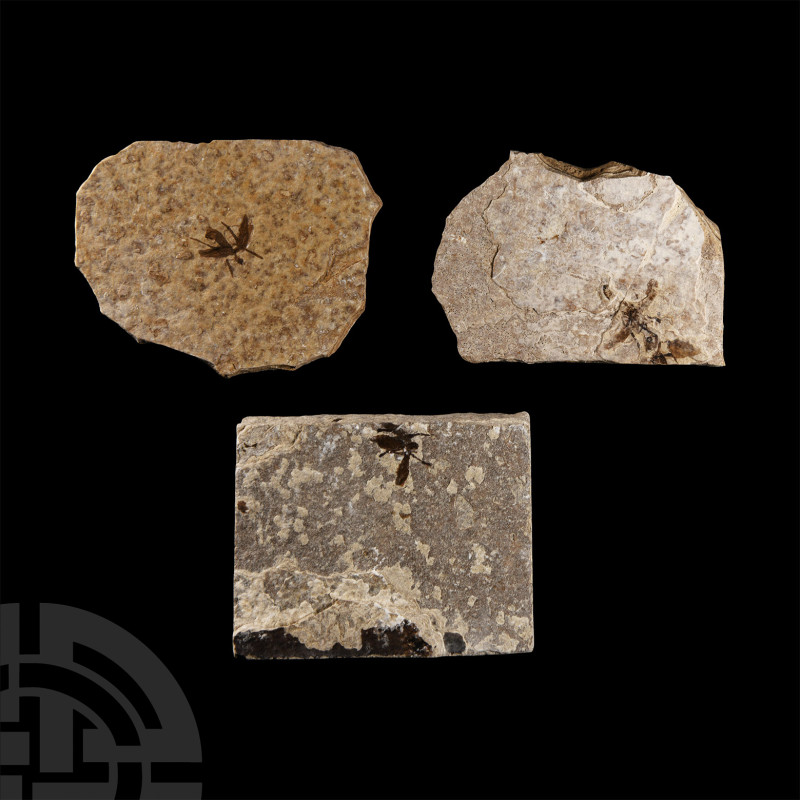 Natural History - Fossil Fly Group
Eocene Period, 50 million years B.P. Compris...