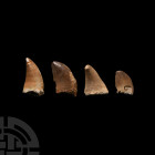 Natural History - Fossil Mosasaur Marine Dinosaur Tooth Collection