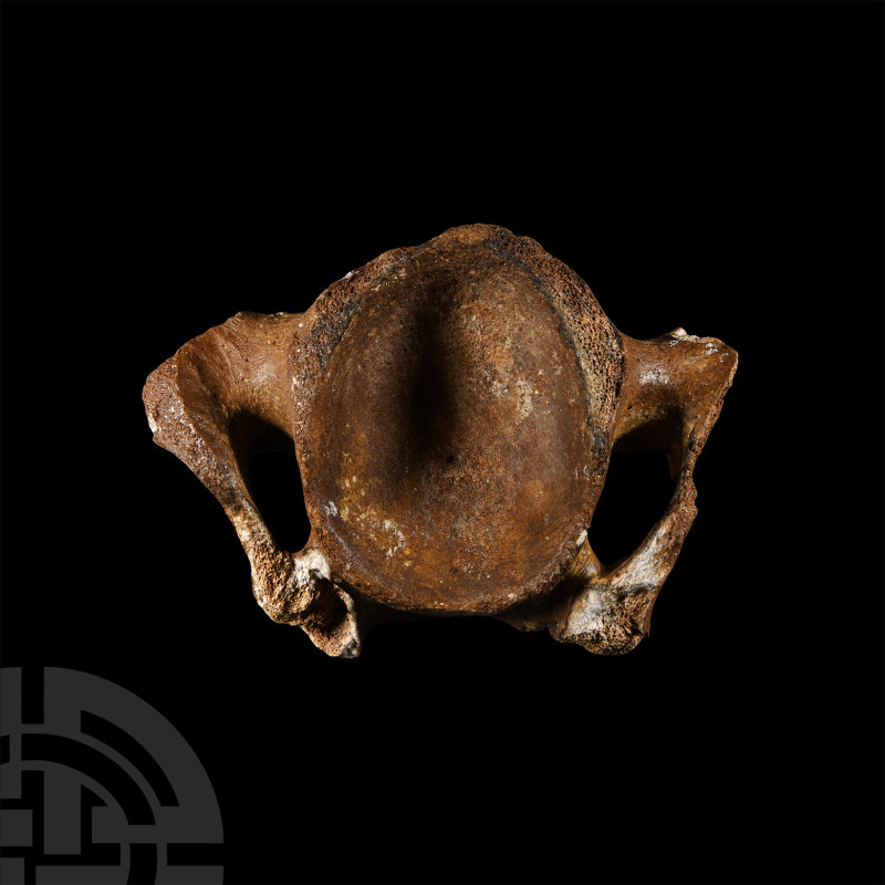 Natural History - Fossil Woolly Rhinoceros Vertebra
Devensian Period, 110,000-1...