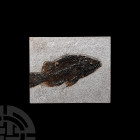 Natural History - Priscacara Fossil Fish