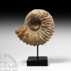 Natural History - Fossil Acanthoceras Ammonite