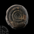Natural History - Large Whitby Dactylioceras Ammonite Fossil
