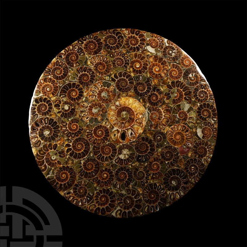 Natural History - Polished Ammonite Plate
Jurassic Period, 199-145 million year...