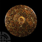 Natural History - Polished Ammonite Plate