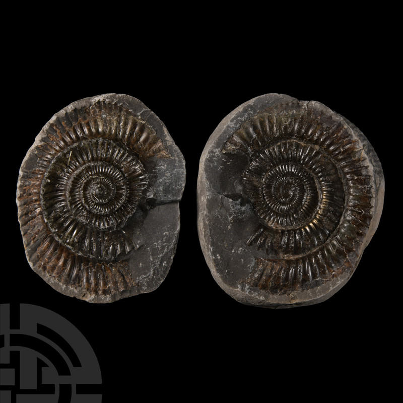 Natural History - Fossil 'Whitby Dac' Ammonite Nodule
Jurassic Period, circa 18...