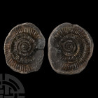Natural History - Fossil 'Whitby Dac' Ammonite Nodule