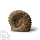Natural History - Fossil Agadir Ammonite