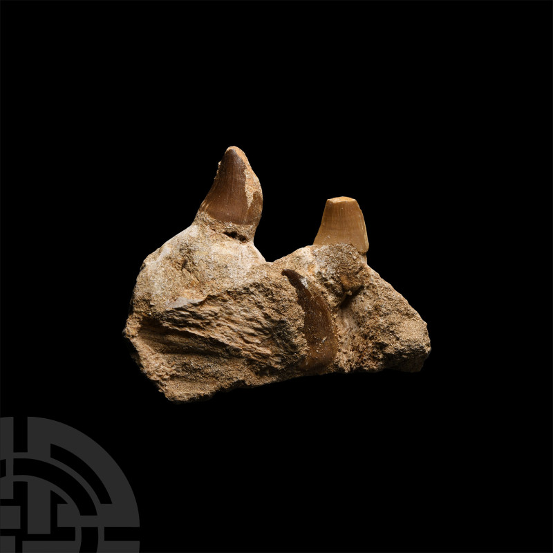Natural History - Mosasaur Fossil Jaw Section
Cretaceous Period, 145-65 million...