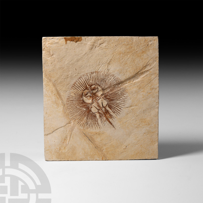 Natural History - Fossil Stingray in Matrix
Cretaceous Period, 145-65 million y...