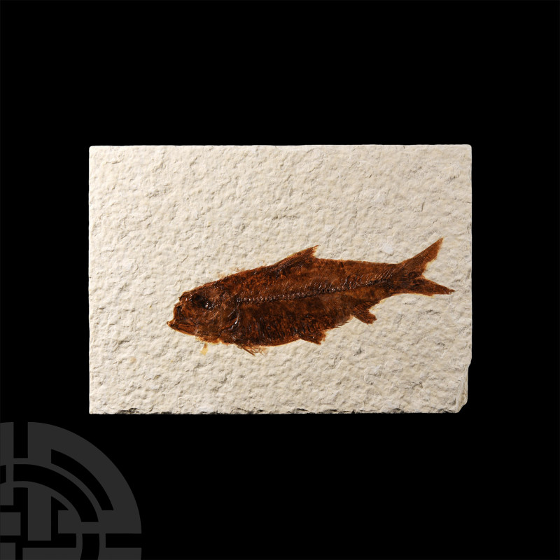 Natural History - Knightia Fossil Fish in Matrix
Eocene Period, 58-33 million y...