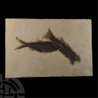 Natural History - Fossil Knightia Fish on Matrix