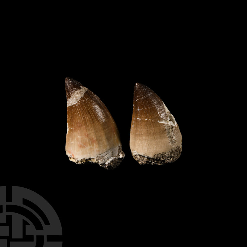Natural History - Fossil Mosasaur Tooth Pair
Cretaceous Period, 145-65 million ...