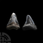 Natural History - Juvenile Megalodon Giant Shark Fossil Tooth Pair