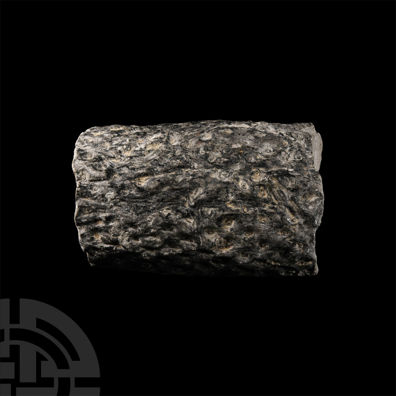 Natural History - Lepidodendron Fossil Tree Trunk Section
Carboniferous Period,...