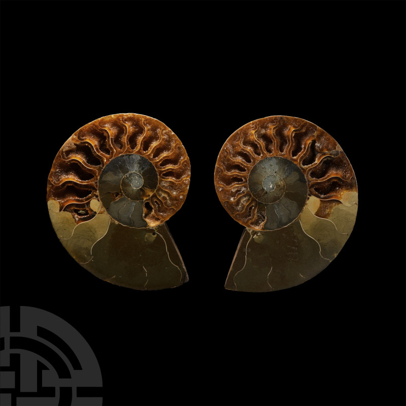 Natural History - Cut Fossil Ammonite Halves
Middle Cretaceous Period, 150 mill...