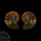 Natural History - Cut Fossil Ammonite Halves