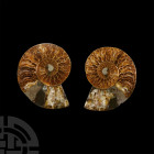 Natural History - Cut Fossil Ammonite Halves