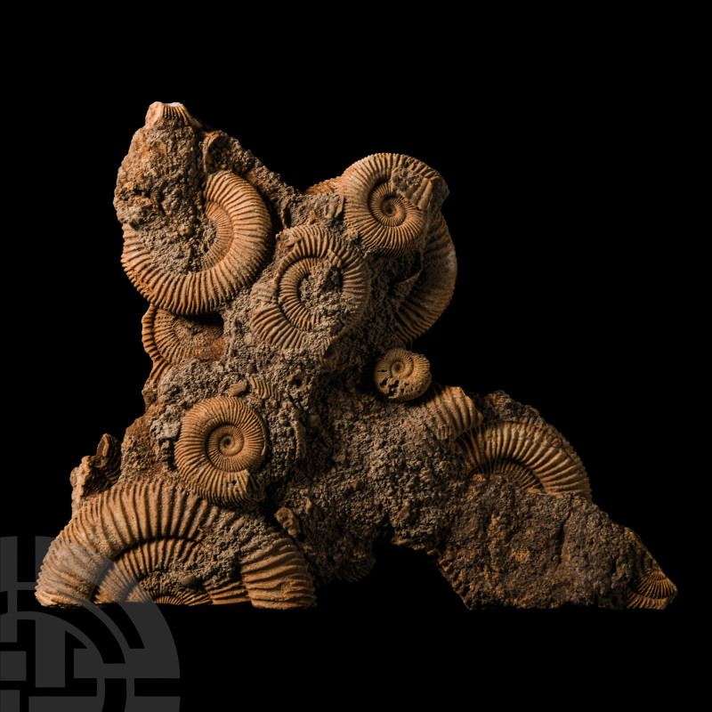 Natural History - Fossil Dactylioceras Athleticum Ammonite Cluster
Jurassic Per...