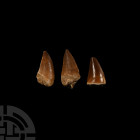 Natural History - Mosasaur Fossil Tooth Group