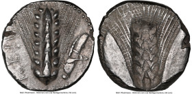 LUCANIA. Metapontum. Ca. 470-440 BC. AR stater (21mm, 11h). NGC XF, edge chip, light scratches. META (retrograde), barley ear; grasshopper downward to...