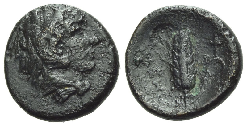 Lucania, Metapontum Bronze circa 300-250, Æ 15.00 mm., 2.79 g.
Head of Heracles...