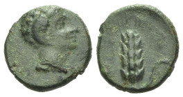 Lucania, Metapontum Bronze First quarter III to mid III century