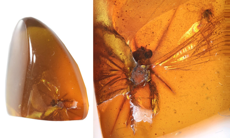 Burmese amber with insect; Cretaceous layer (> 66 million years). Large insect w...