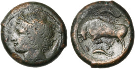 SICILE, SYRACUSE, Agathoclès (317-289), AE bronze, 317-310 av. J.-C. D/ ΣYPAKOΣION T. de Perséphone à g., cour. d'épis. Derrière, grain d'orge. R/ Tau...