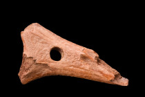 EUROPEAN MESOLITHIC HORN AXE

 Ca. 8000-6000 BC
 A rare artifact of the European Mesolithic era - a horn axe. This stunning piece showcases a flare...