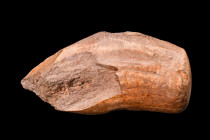 EUROPEAN MESOLITHIC HORN AXE

 Ca. 8000-6000 BC
 A horn axe with a slightly curved profile, and a single, drilled hole, which allowed for attachmen...