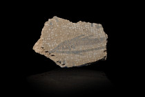 ROMA. Fragmento de mosaico con figura de delfín (siglo I d.C.). Teselas. Longitud 28 cm. Altura 36 cm. Ex colección Cores.
