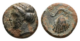 Caria, Iasos. Middle of the fourth century BC. AE, 1.30 g 10.96 mm. 
Obv: Head of Apollo left.
Rev.: Scallop Shell; above, prawn.
Ref.: The pre-Imperi...